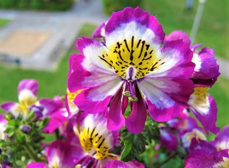 Цветы схизантуса привлекают бабочек. Фото с сайта: https://clck.ru/Zrj7s.