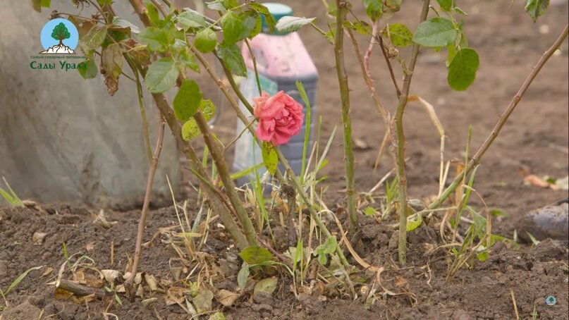Некачественный материал может погибнуть первой же зимой