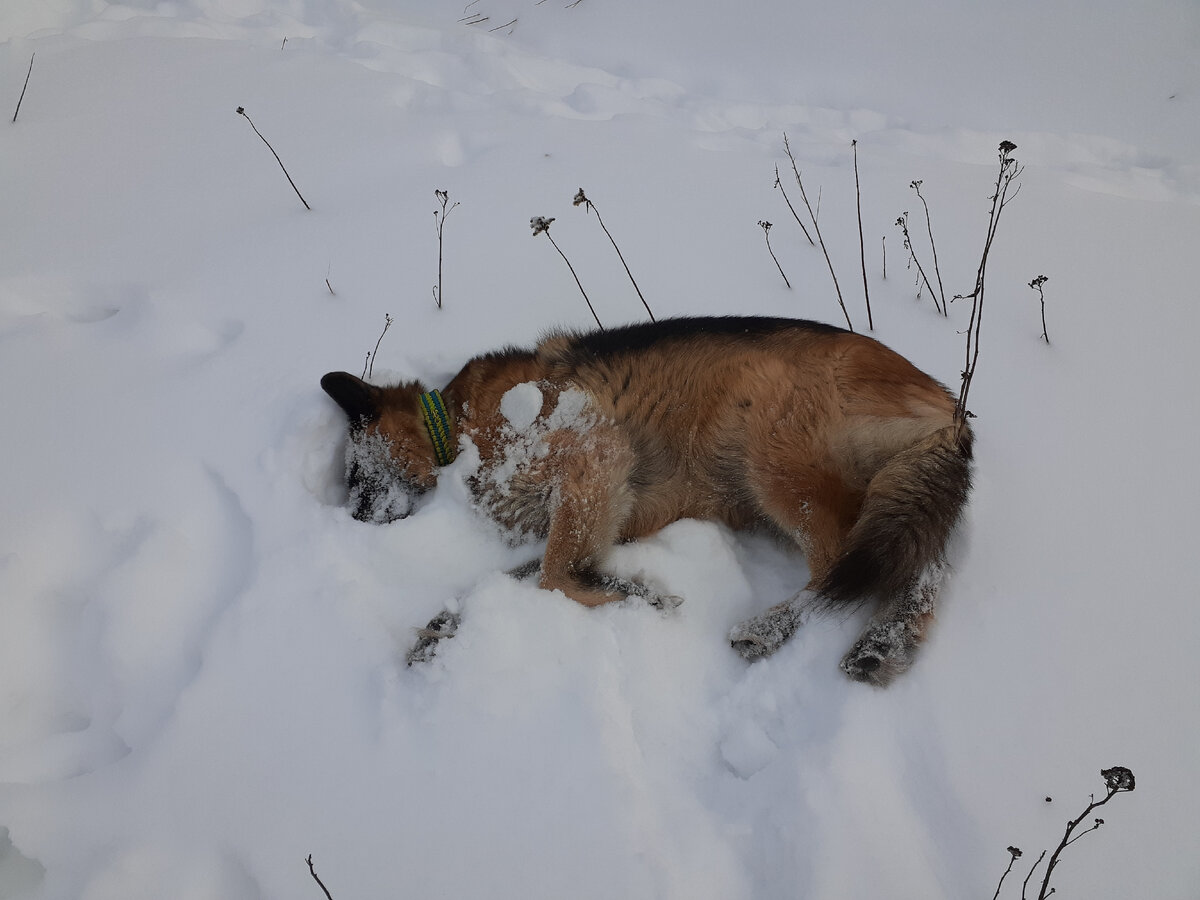 Это живая собака Кира! :)