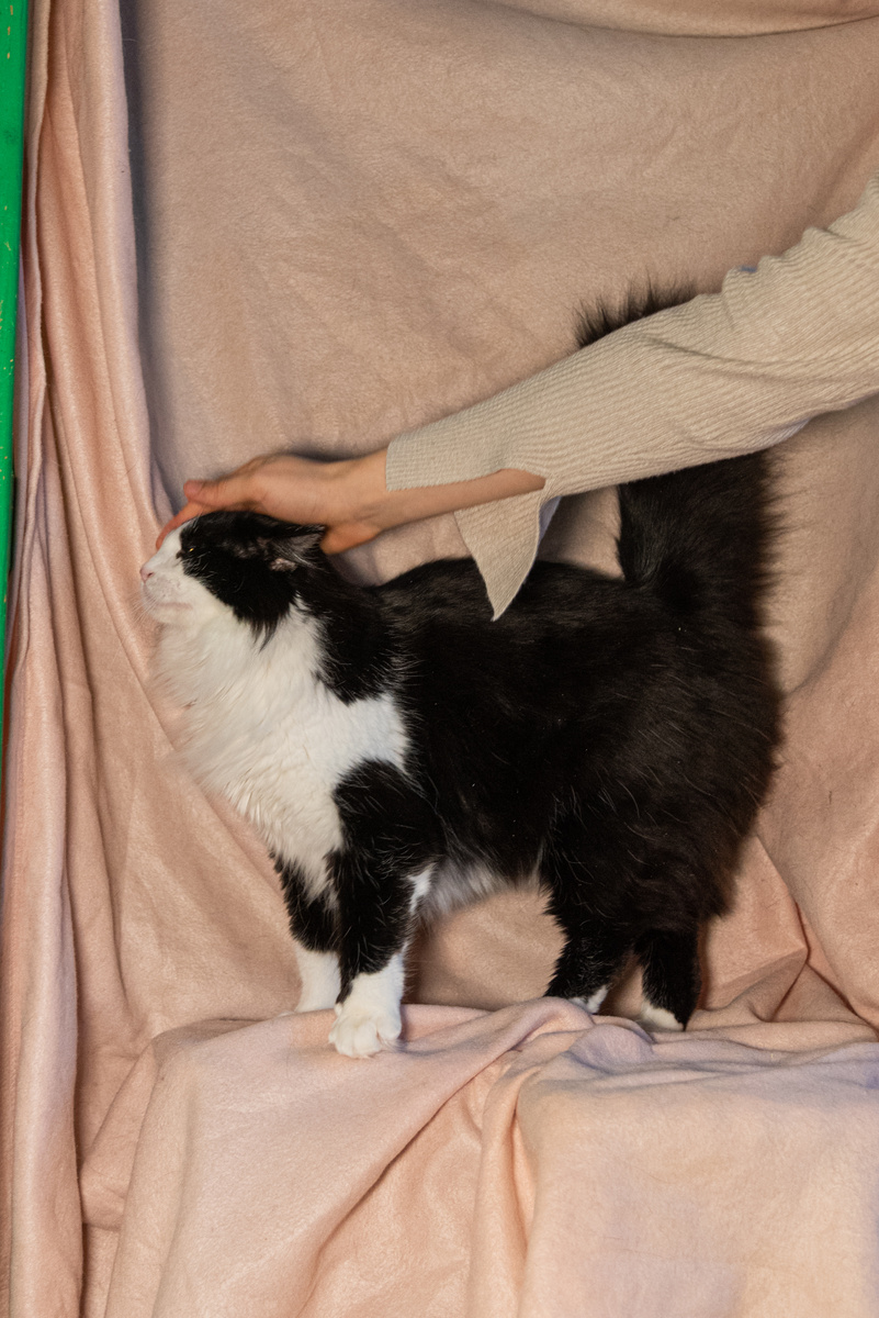 Фото Валерии. Королевишна Фима желает внимания...