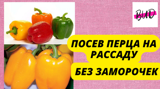 ПОСЕВ ПЕРЦЕВ НА РАССАДУ В ДОМАШНИХ УСЛОВИЯХ! ПОЯВЛЕНИЕ ПЕРВЫХ ВСХОДОВ.