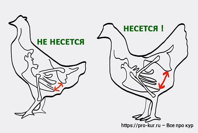Откуда курица. Лонные кости курицы несушки. Лонные кости у кур. Лонная кость у курицы. Как определить несется курица или нет