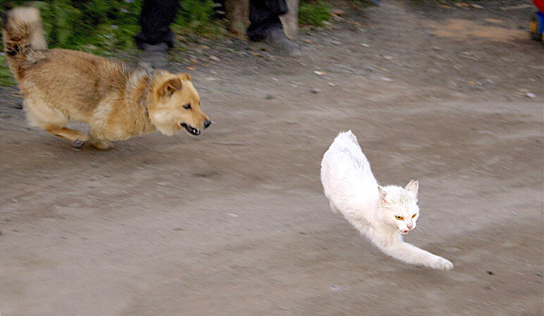 Кошки гоняют собак. Собака гонится. Коты гоняют собак подборка.