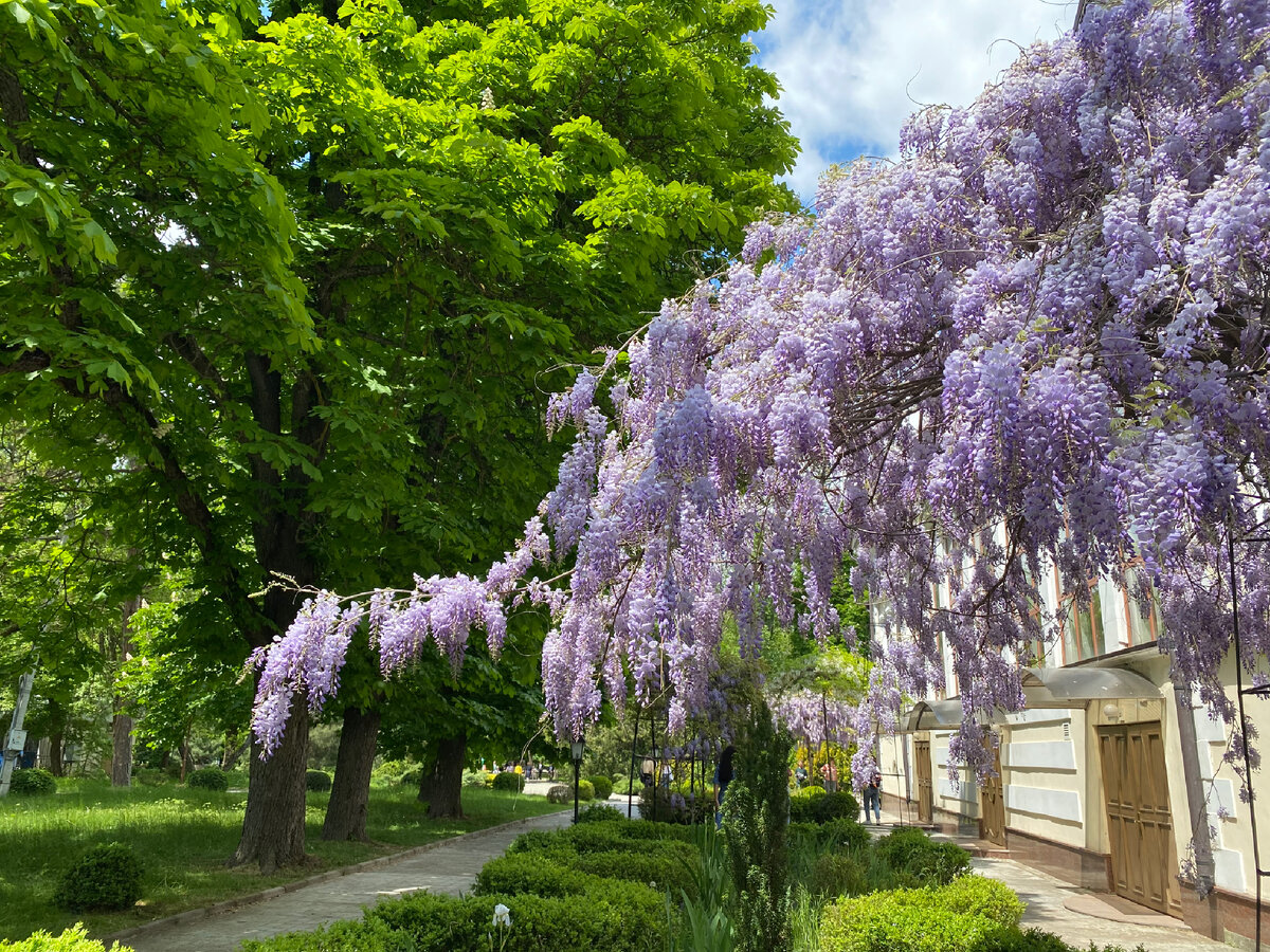 Глициния особо удалась в этом году