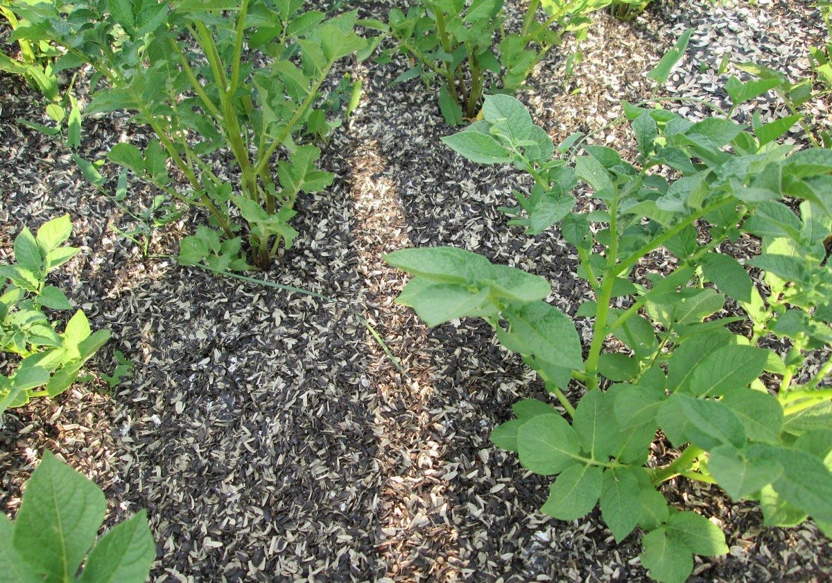 Безграничные органические сокровища природы