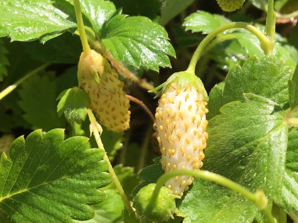 Фото: morningsunherbfarm.com