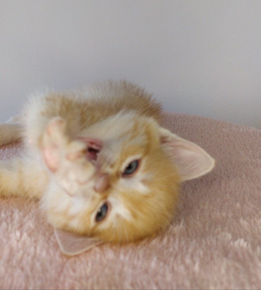 фото Камиллы. 