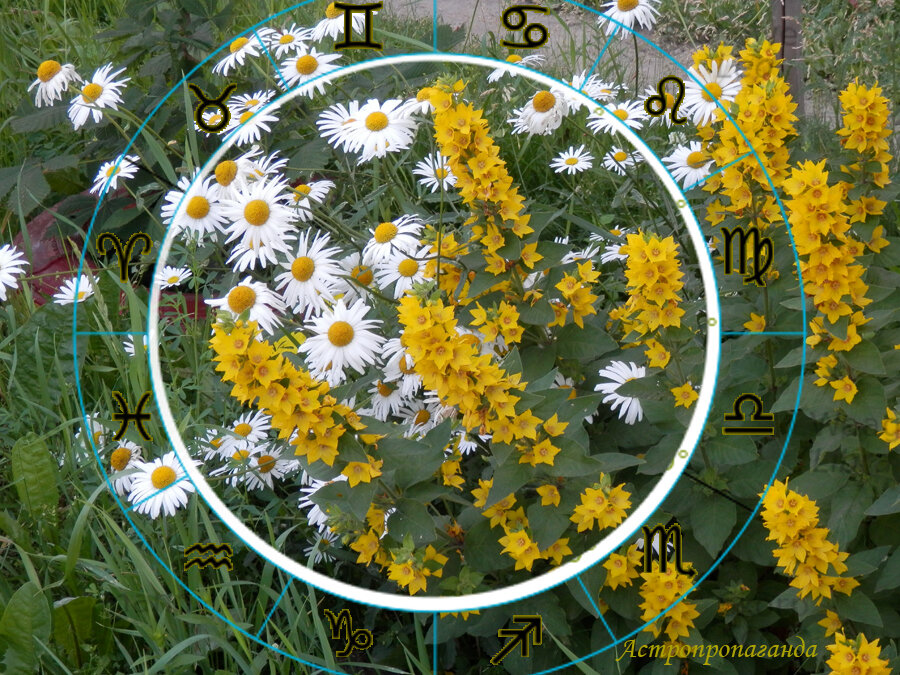 Коллаж Нины Стрелковой. 