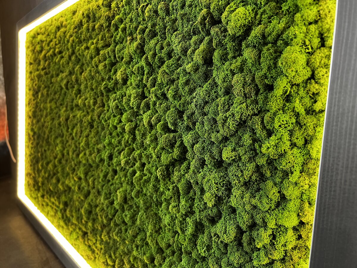 Мох ягель Dark Green