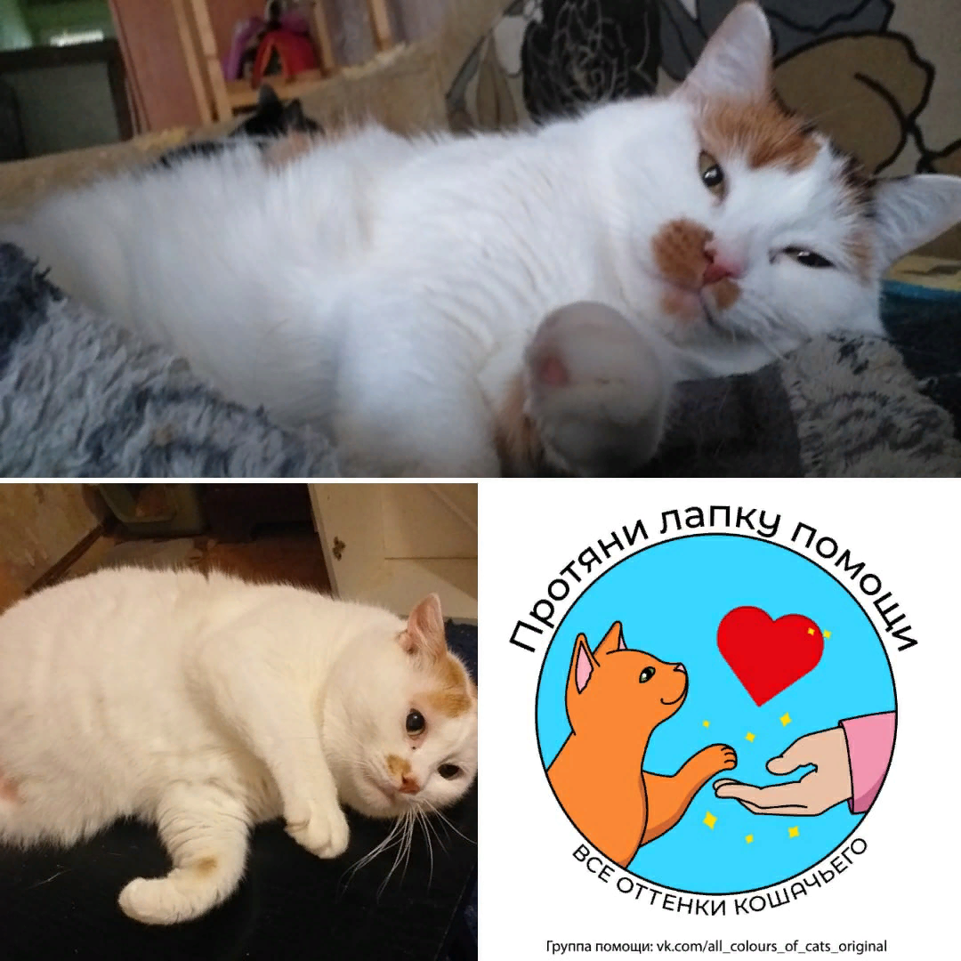 © ВСЕ ОТТЕНКИ КОШАЧЬЕГО