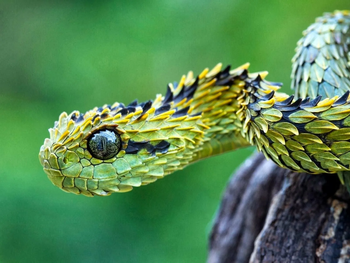 Колючая кустарниковая гадюка