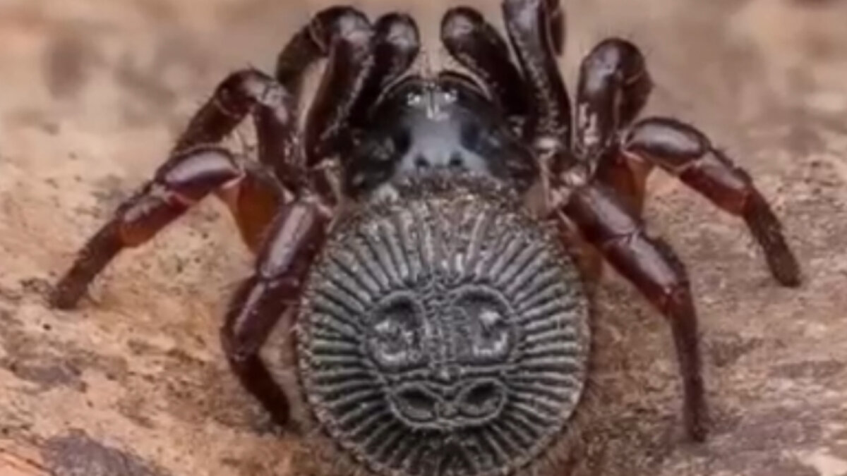 Фото китайского паука