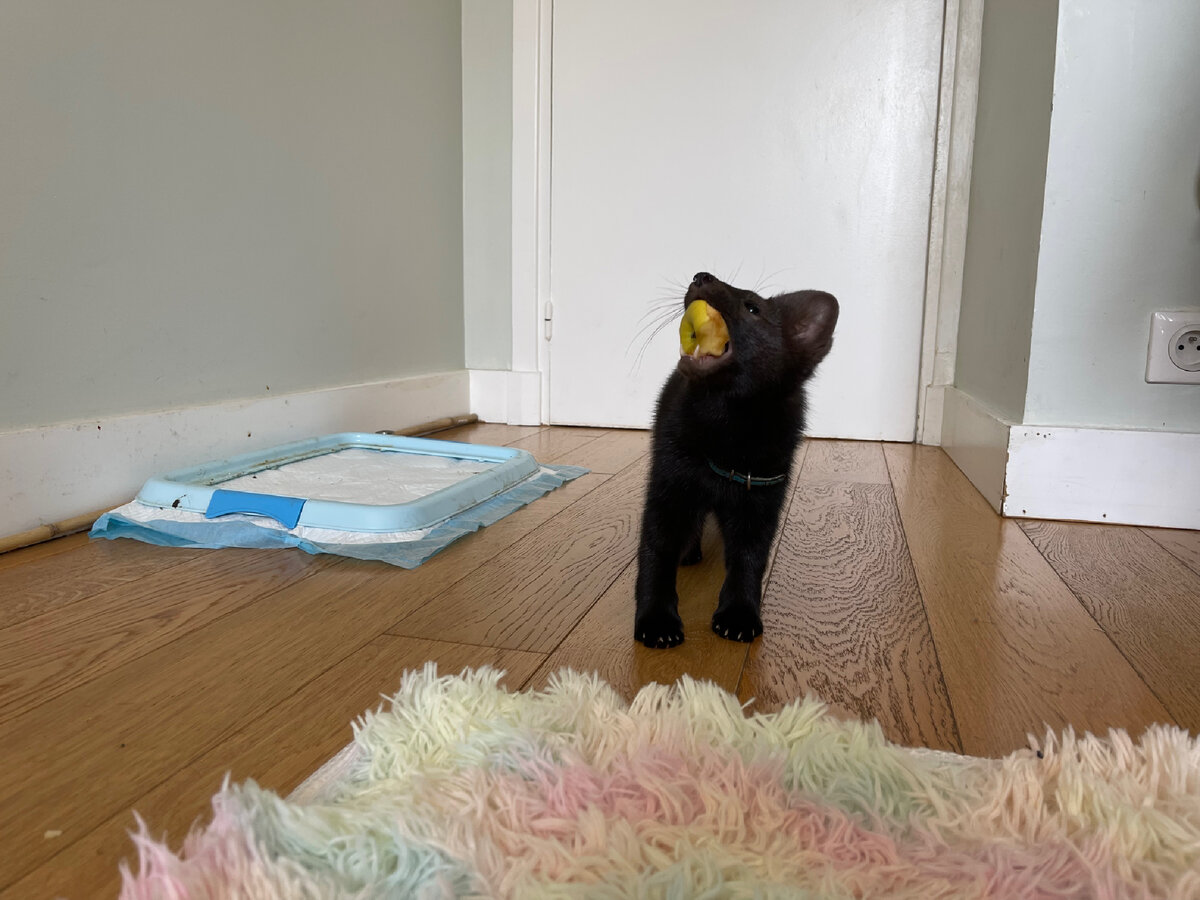 В каждой комнате перед дверью есть лоточек