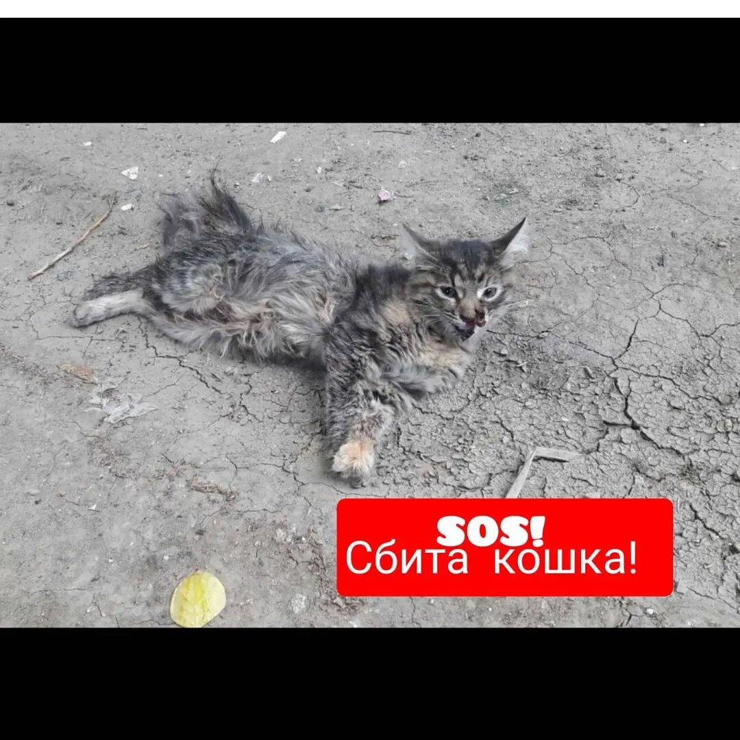 Это фото впервые я увидела 2 года и 11 дней назад.  И пройти мимо  уже не смогла💔 Так и началась наша история... 
Которая не оставила никого равнодушным... Кто-то избил несчастного котёнка, порезал мордочку и оставил её навсегда инвалидом... 
Было очень много слез, я совсем не знала что делать. Ведь диагноз " Перелом позвоночника" Очень пугал.... 
Мурзилке дали шанс на жизнь, и вот уже  2 года она живёт на передержке
Каждый день ей делают массажи, отжимают мочу, кормят хорошим кормом.. 
Она живёт в любви и заботе, почти полноценной жизнью🙏
Недавно приболела, была кровь в моче(( инфекция(( водили в клинику, и отдали 5000 за обследования и лекарства, сейчас продолжаем лечение антибиотиками. 
И тут ещё приблизился день оплаты.. Каждый месяц нужно отдавать 10 000 за передержку. 
Я очень вас прошу помочь не остаться Мурзилке на улице и отдать долг за клинику🙏💔  Мы ведь когда-то вместе её спасли, не бросайте нас одних... 🙏
Карта сб 2202 2024 6687 1666
Прикреплена к номеру 89178312475 (НЕ ДЛЯ ЗВОНКОВ!) на имя
Елена Леонидовна Т.
💳 Карта Тинькофф 5213243915883746 на имя Елена Леонидовна Т.
💳 Карта ВТБ  2200 2404 4782 2665 на имя Елена Леонидовна Т
💰Киви-кошелек 8 960 892 17 31
📱Голодный номер 8 960 892 17 31
☎️ 8 960 892 17 31
По поводу переводов из-за границы,  работает корона пей. Пишите в личку
https://vk.com/club197011667
Фин отчёт в обсуждениях
#покалеченая_мурзилка