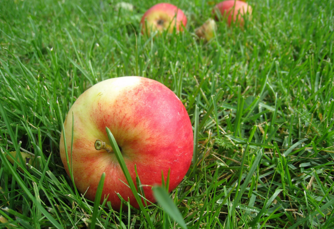 Яблоко. Яблоки на траве. Яблоки летние. Яблоки на земле. Замечены яблоки