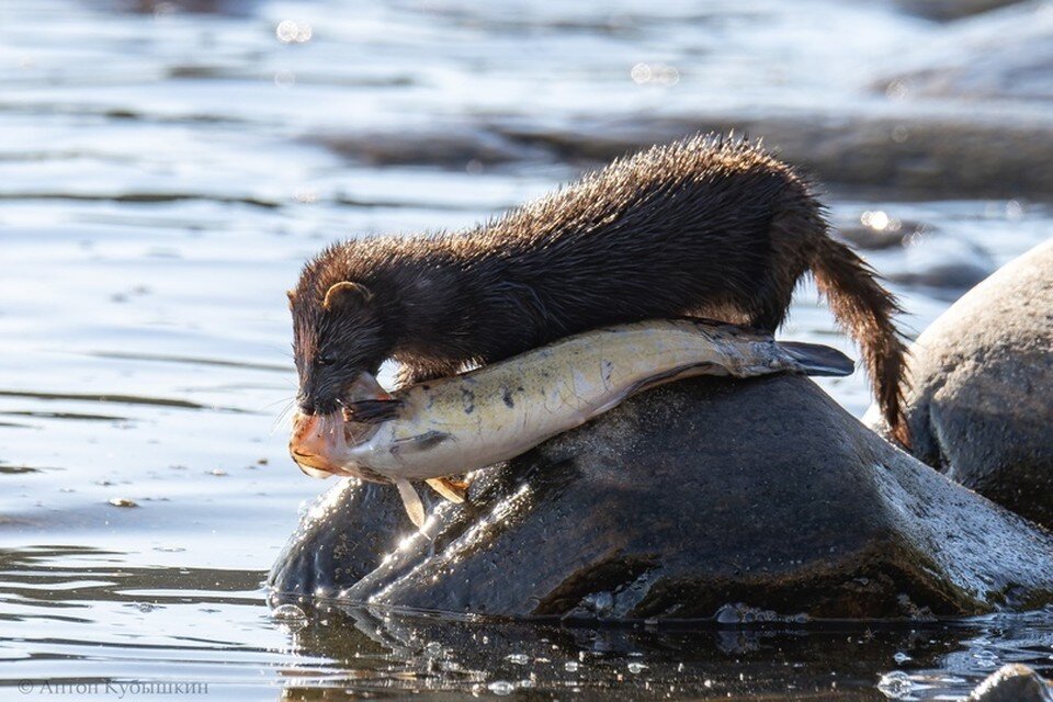     Охота норки в Ленобласти попала на фото / Фото: Антон Кубышкин