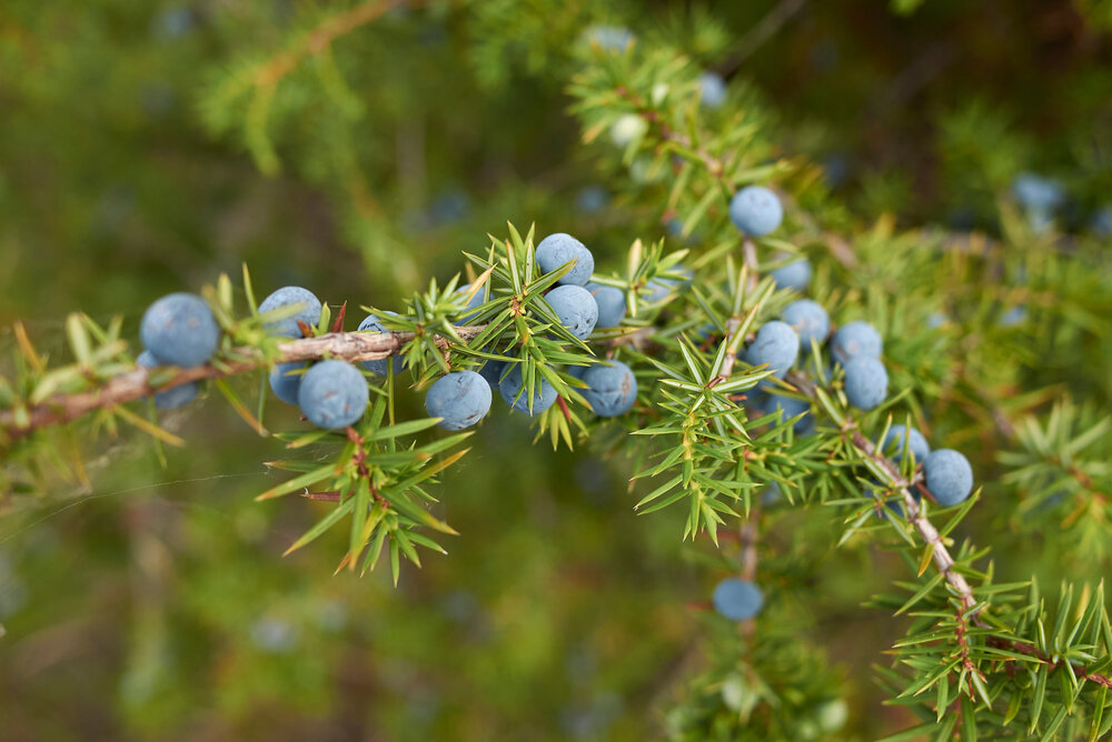    Полезные свойства можжевельника известны людям с глубокой древности