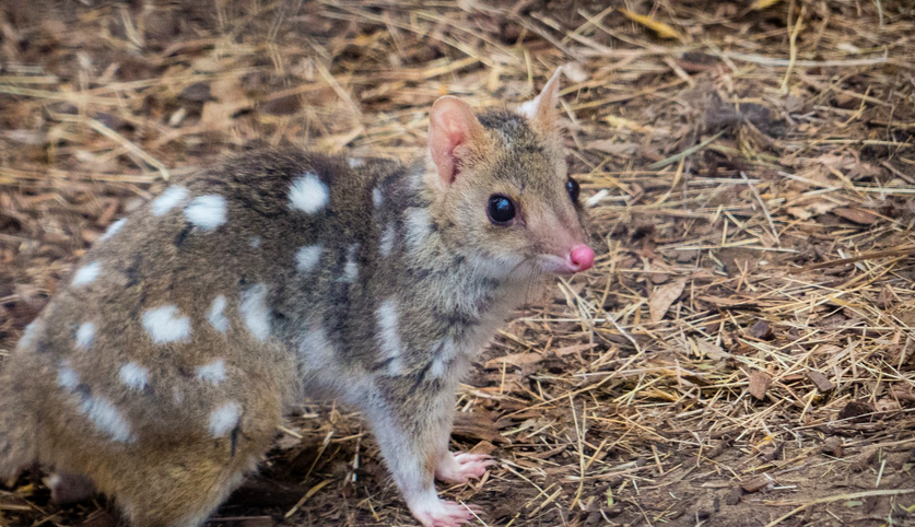 Фото: Pursuedbybear / Flickr