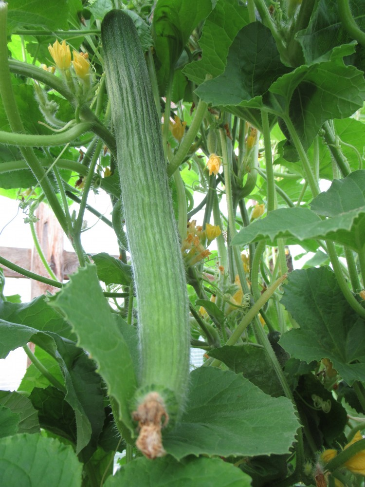 Источник.Яндекс.Картинки.