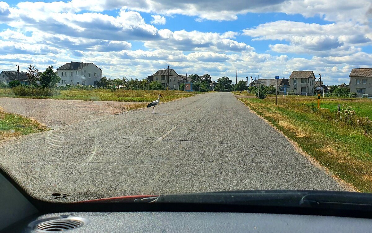Это тоже  жители нашей деревни. В  этом  году родились.
