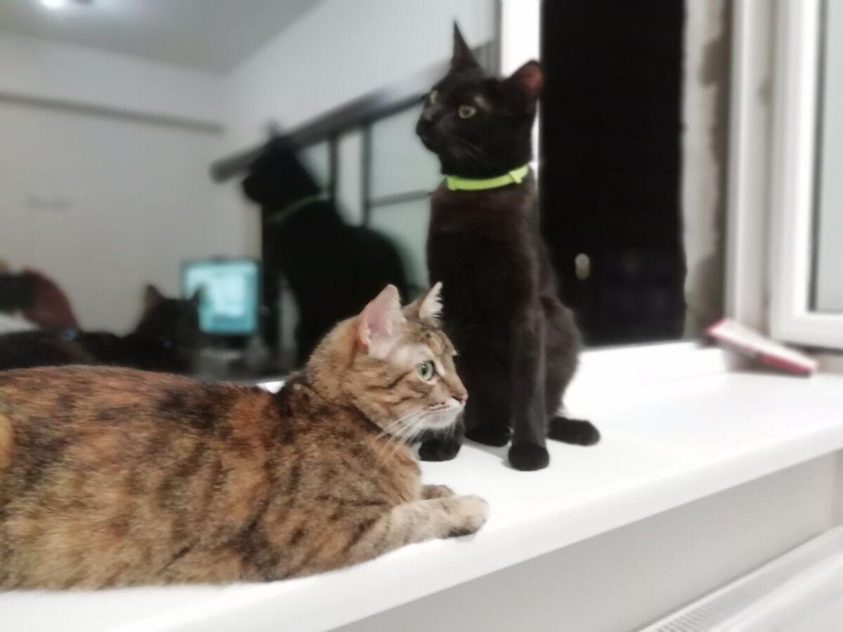 Подари котейке дом. Подари котейке дом. Подари котейке дом. Подари котейке дом. Подари котейке дом.