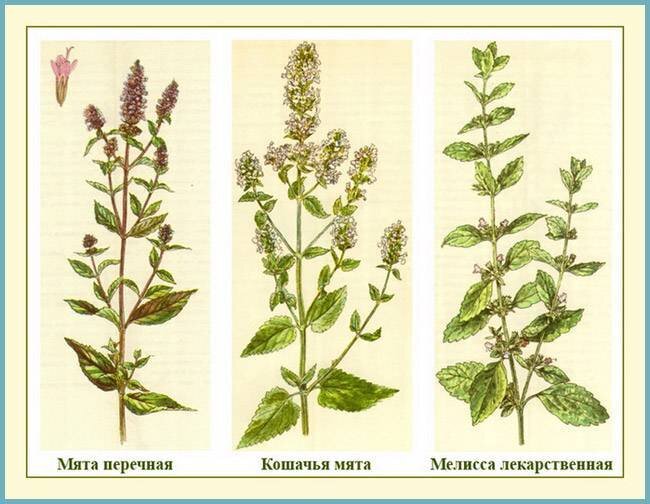 Мята перечная здесь лишняя, но зато различия в расположении цветков у мелиссы и котовника (кошачьей мяты) хорошо видны. Фото с сайта  https://domashniecvety.ru/