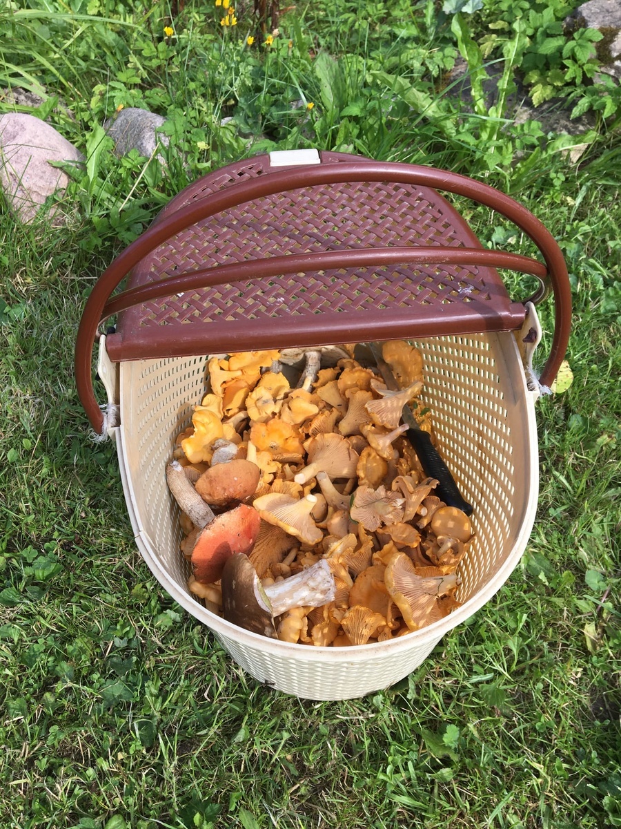 Много лисичек!