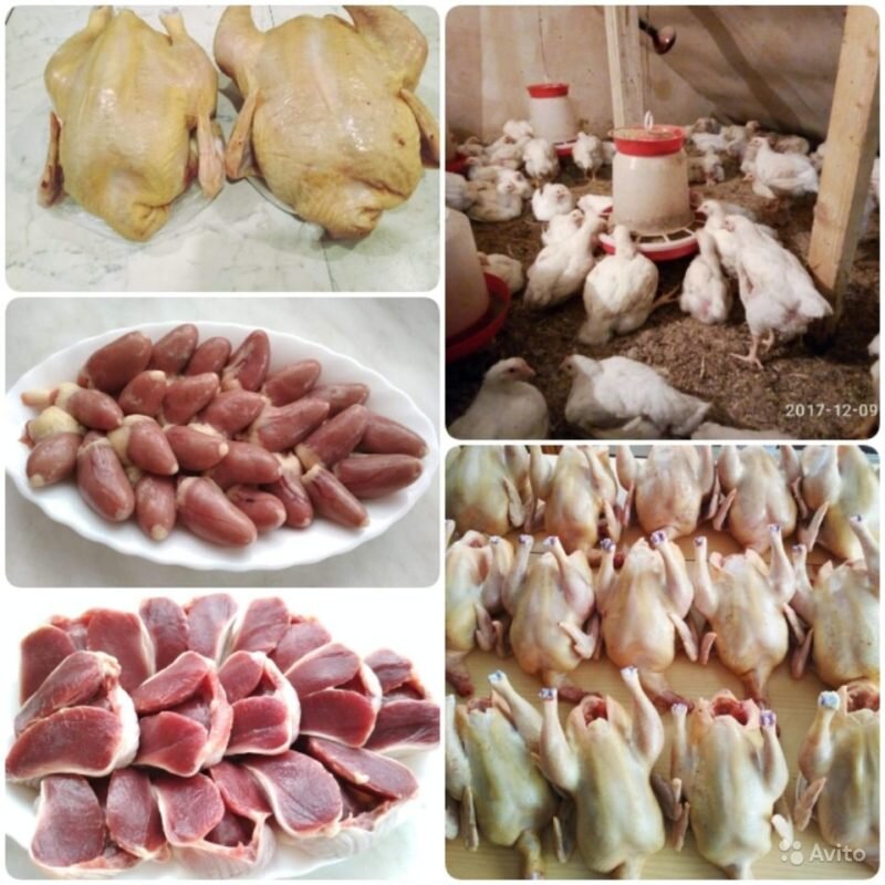 Бройлеры – это быстрорастущие куры. Иллюстрация для статьи используется с сайта zozy.ru