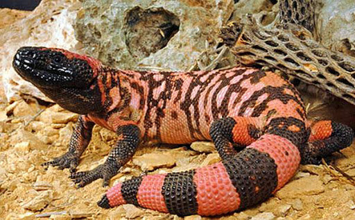 Аризонский ядозуб.