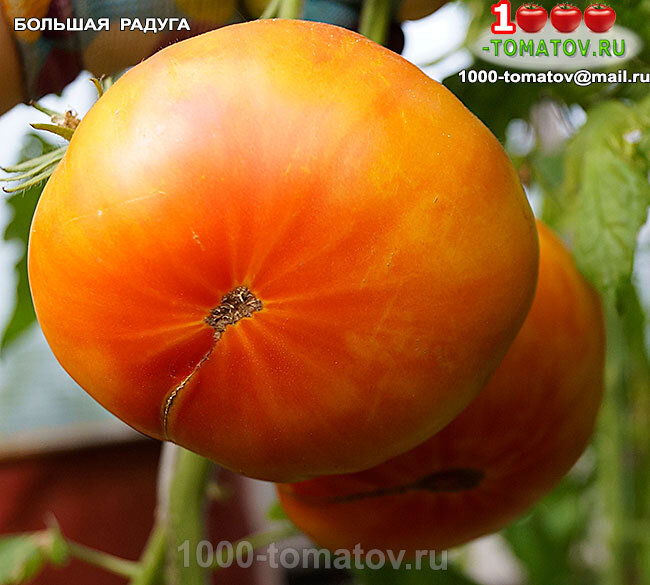 Томат Большая радуга  Big Rainbow фото 2