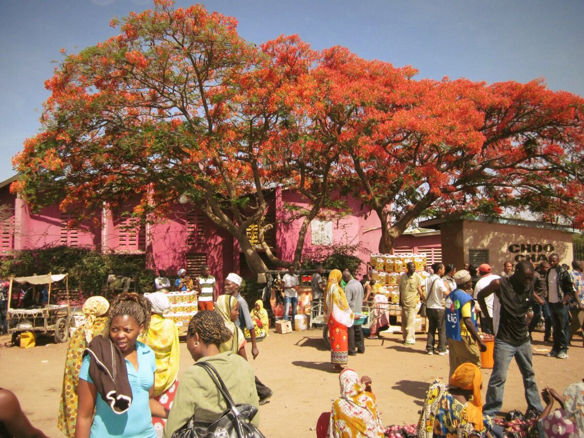 Изумительное дерево.