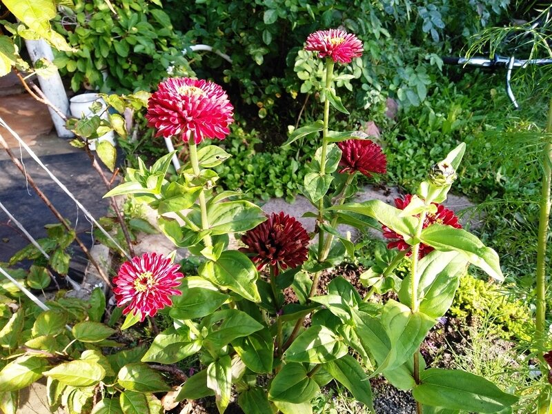 Бардовые циннии у входа в домик на даче