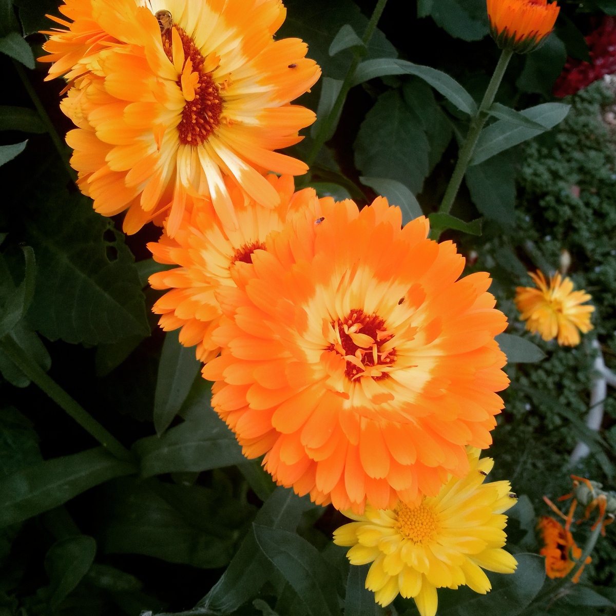 Краски осени