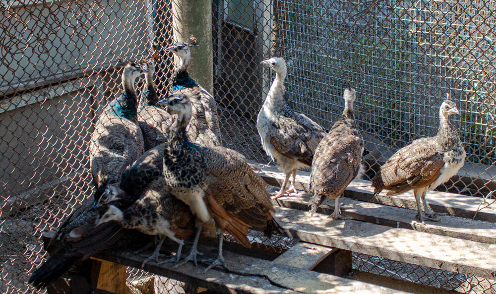 Так выглядят птенцы павлина