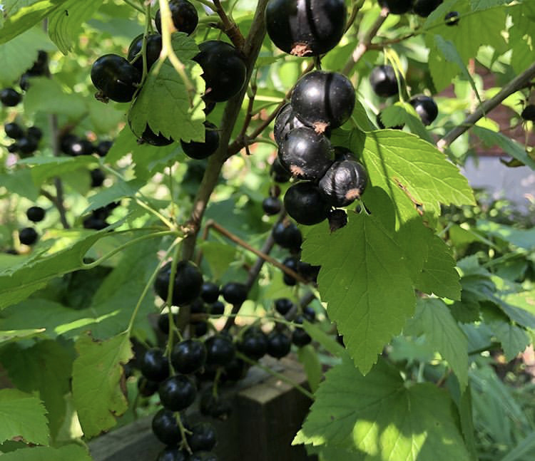 Чёрная смородина