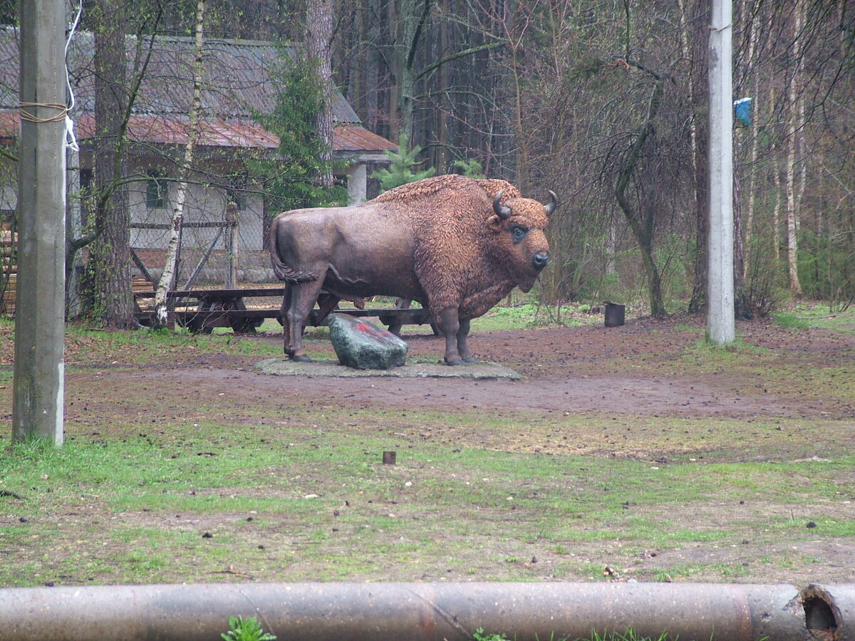 Нас встречает Зубр!  Фото автора.