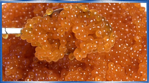 Красная икра, Все этапы засолки икры от А до Я, Правильный тузлук для ...