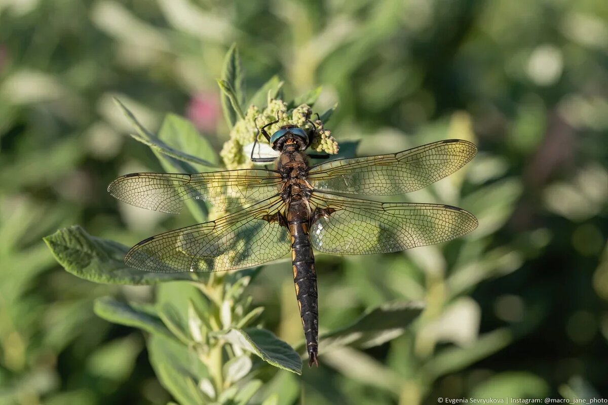 Стрекоза решетчатая | Macro_Jane: Записки восторженного фотографа | Дзен