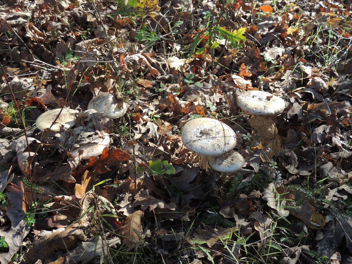 вредители боярышника. весенние грибы в краснодарском крае. гриб боярышник. грибы которые растут рядами. гриб боярышник.