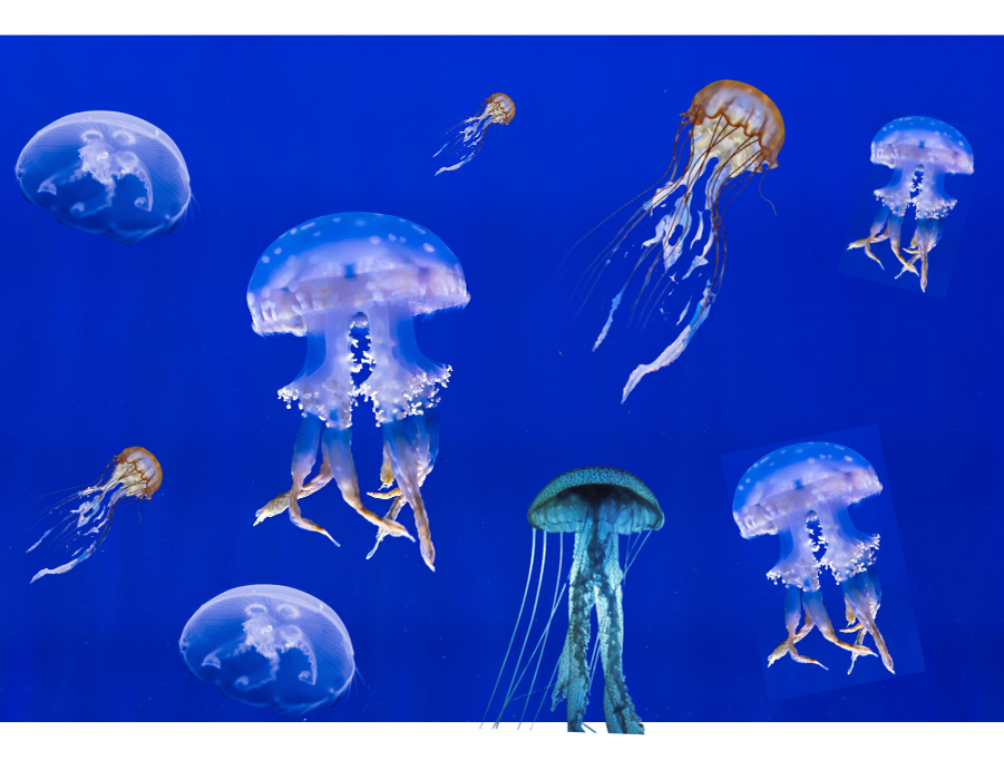 Самые опасные медузы - черные, но их у берегов Туниса нет