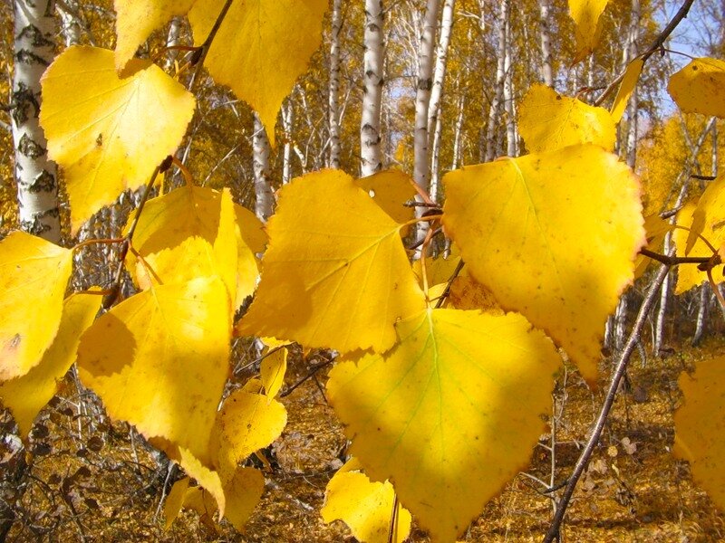 Березка пожелтела. Листочки березы осенью. Берёза листья. Лист березы желтый. Листья березы осень.