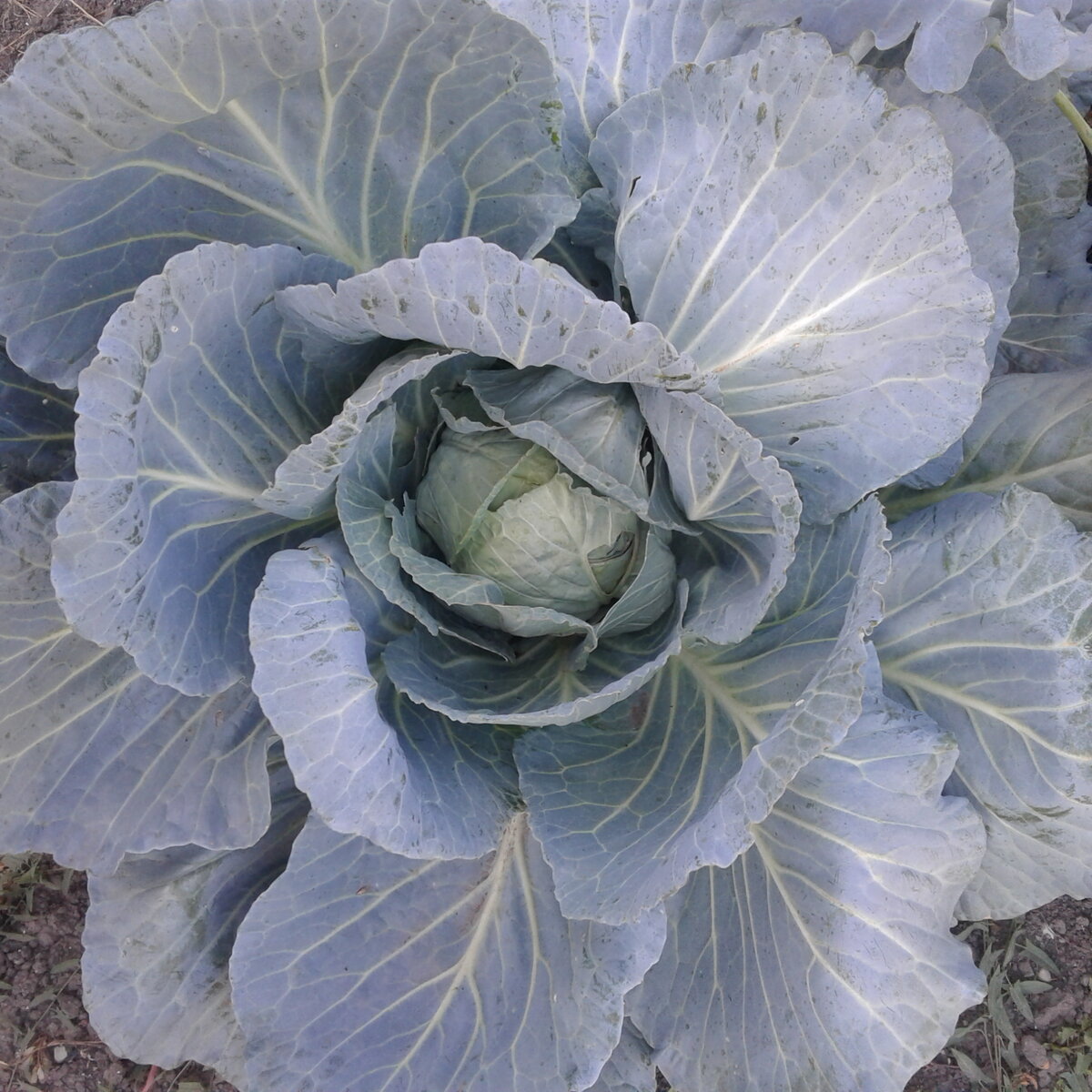 Ещё наберёт кочан, когда пойдут дожди