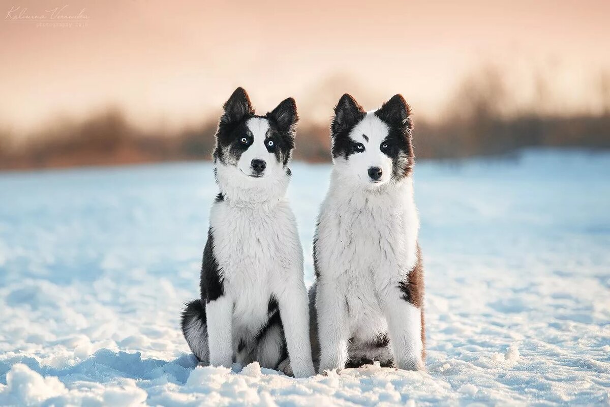 gafki.ru