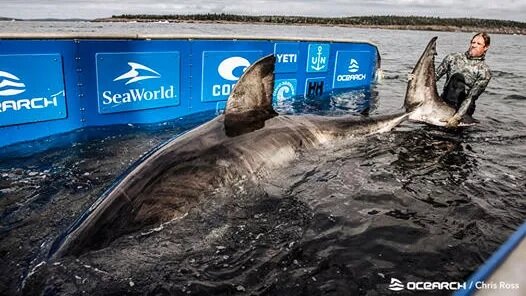 Источник: "OCEARCH"