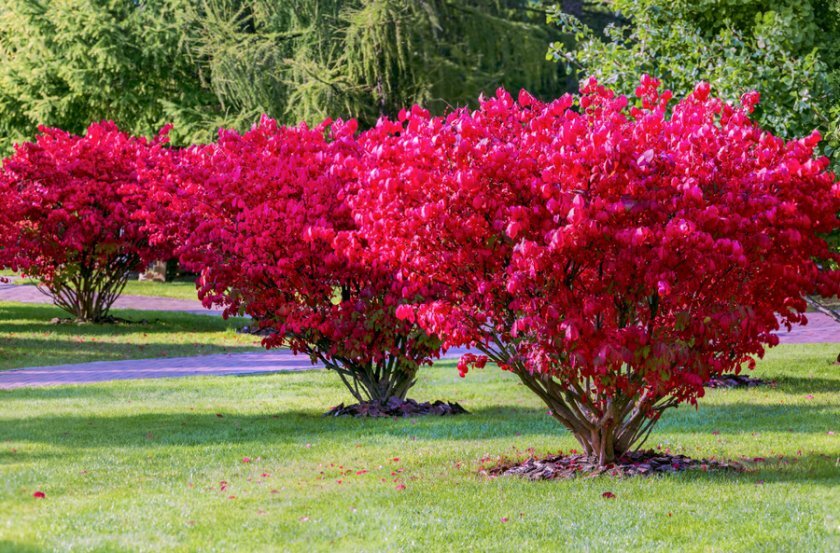 Яркий бересклет