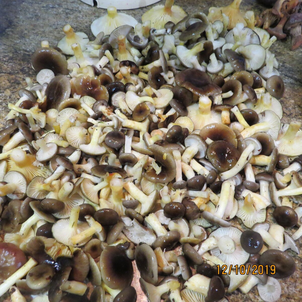 Прошлогодние эксперименты с гигрофорами. Неплохой гриб. вкусный, упругий, сладкий, без лишних запахов.