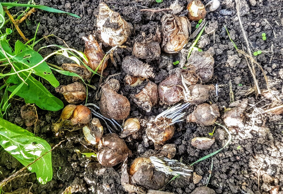 Луковицы нарциссов