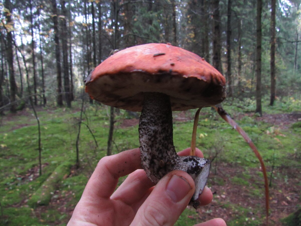 Съедобные грибы Таджикистан
