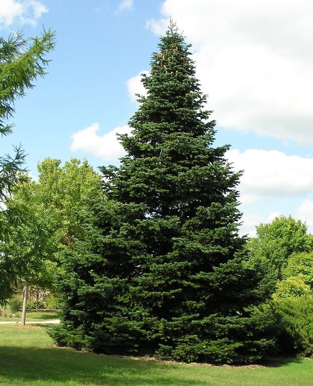 Ель европейская каждая со "своим характером", дело в том,что из семян шишек одного растения получаются абсолютно разные экземпляры, по интенсивности цвета и форме кроны..Эту особенность заметили селекционеры и вывели сотни сортов, от карликовых до причудливых, похожих на леших