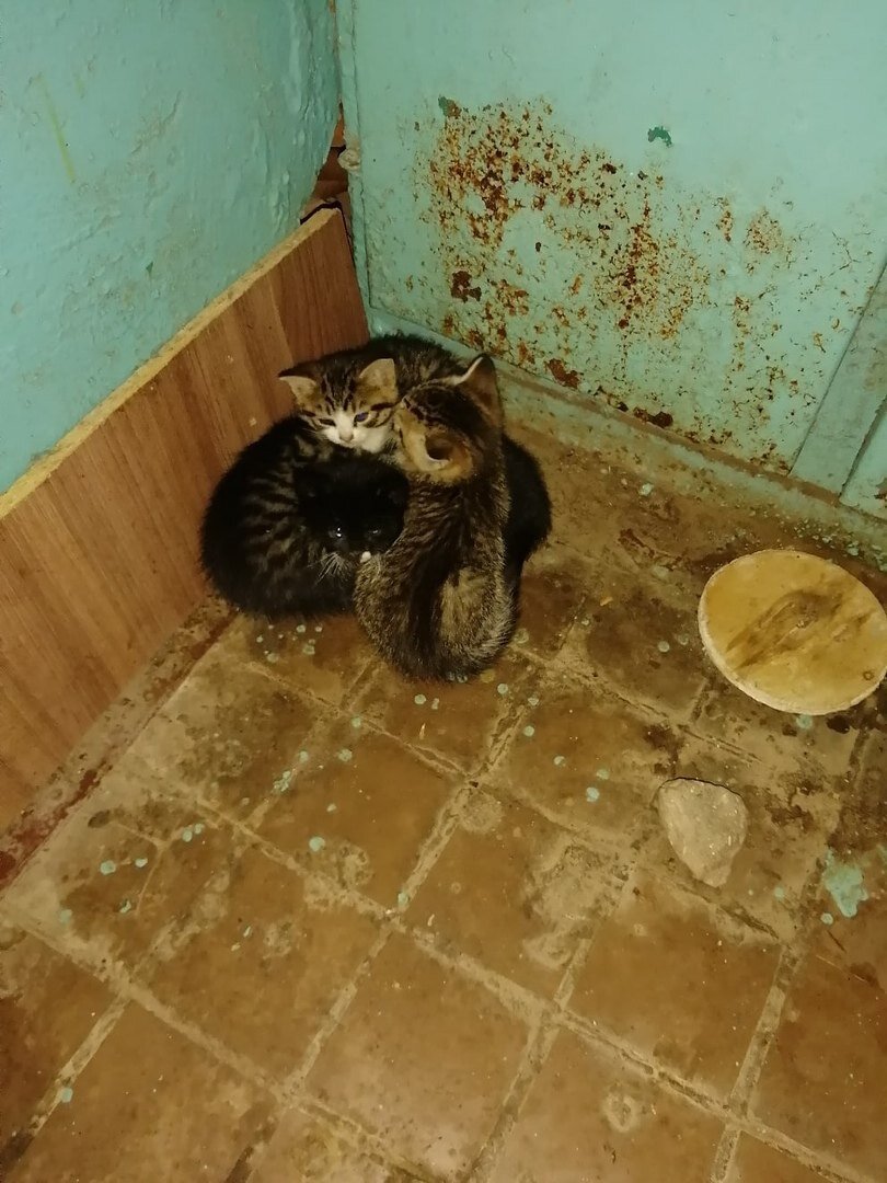 Котят подкинули в подъезд, возраст 1-1,5 месяцев